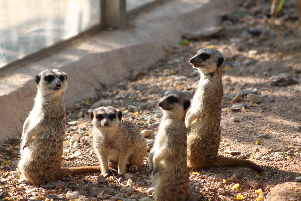 Четыре суриката стоят столбиком на песке в зоопарке Terra Natura Murcia